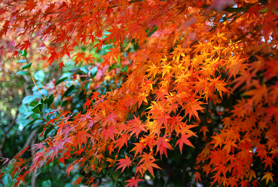 DSC_1488.jpg