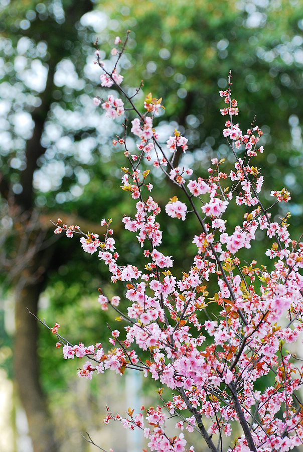 DSC_2538.jpg