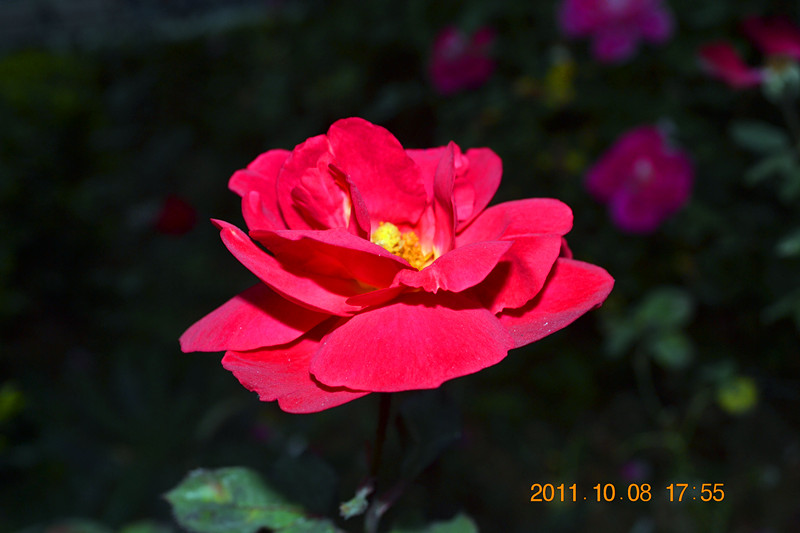 DSC_0007_副本.jpg
