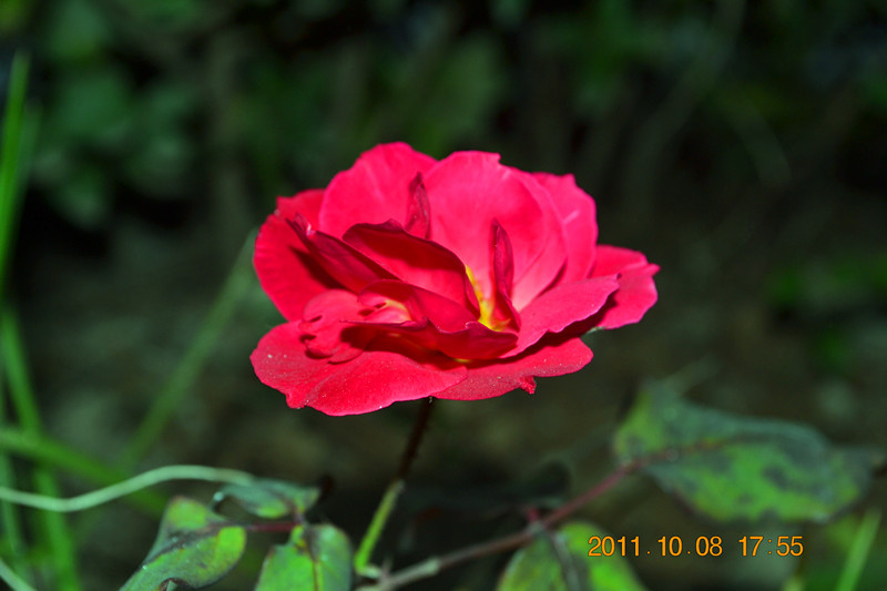 DSC_0009_副本.jpg