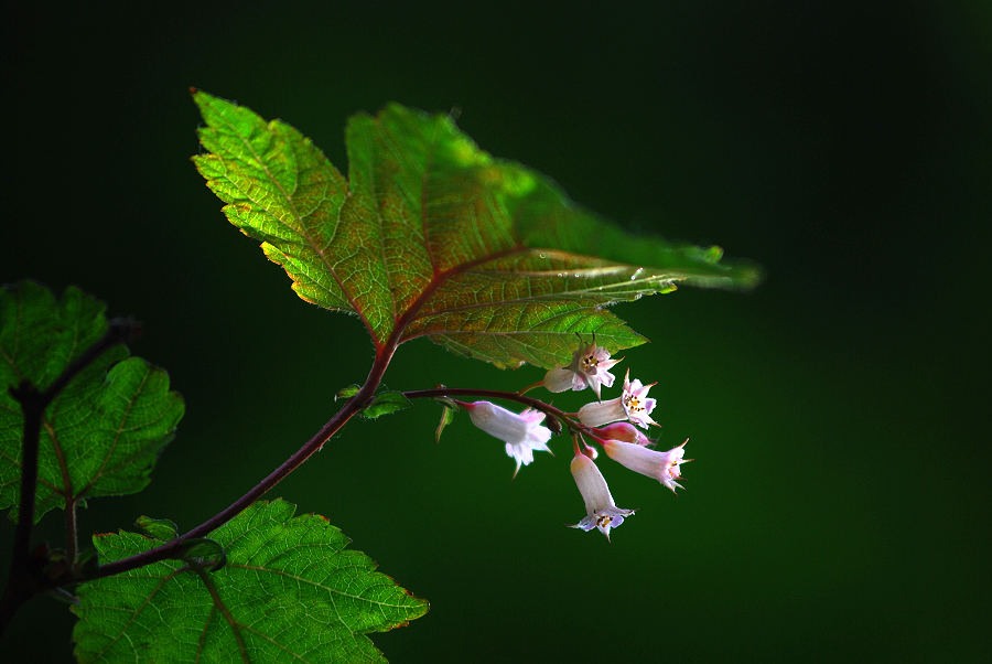 DSC_0699.jpg