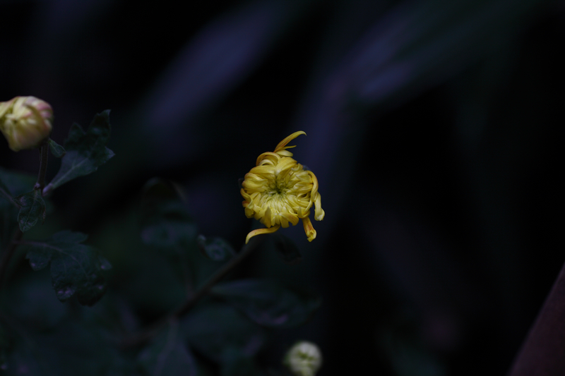 nEO_IMG_1026雨中散步4874.jpg