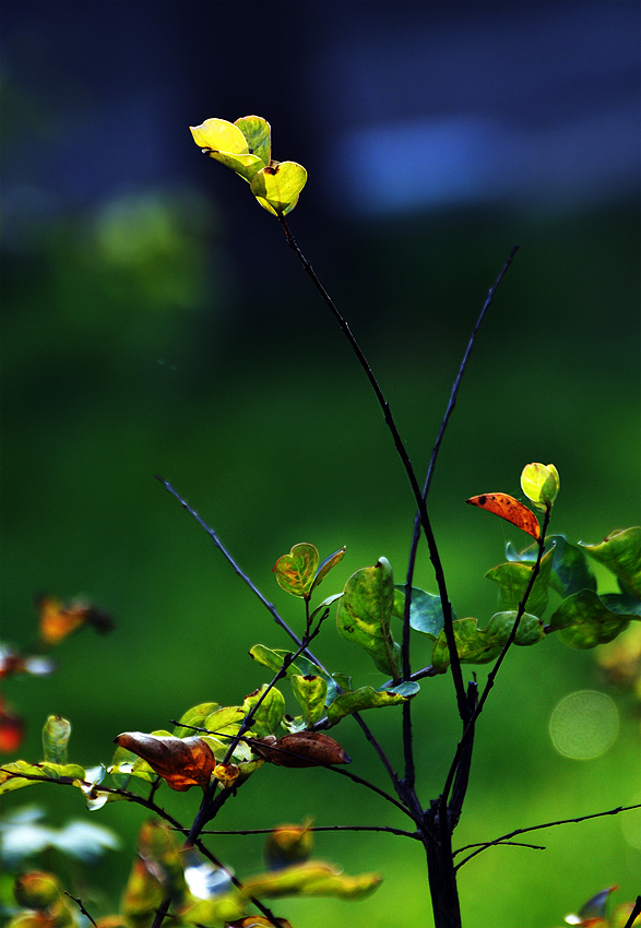 DSC_0029.jpg