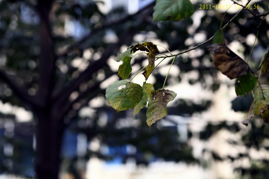 1030-315262_调整大小.JPG