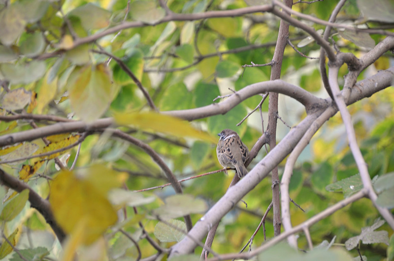 DSC_0163_副本.jpg