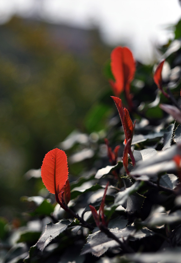 DSC_0051.jpg