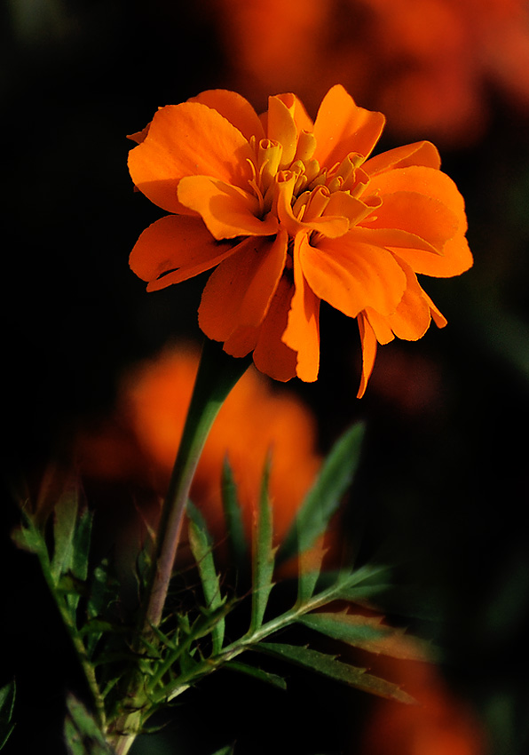 DSC_0137.jpg