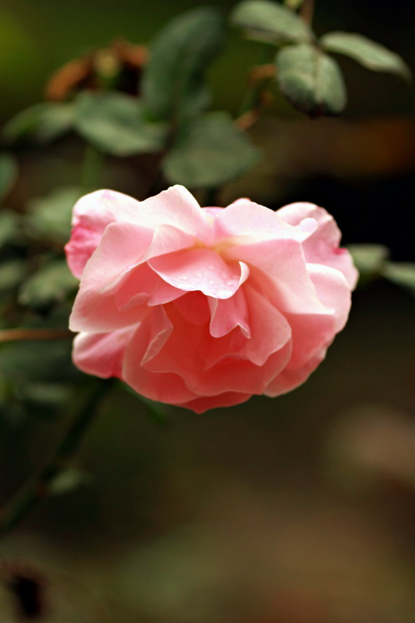 201111015299_调整大小.JPG