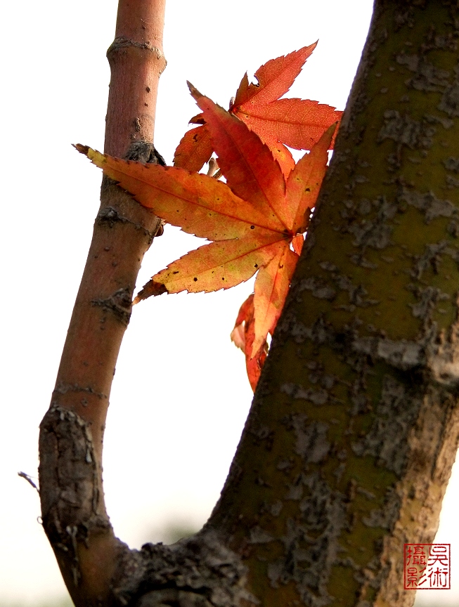 DSCF0638a.jpg