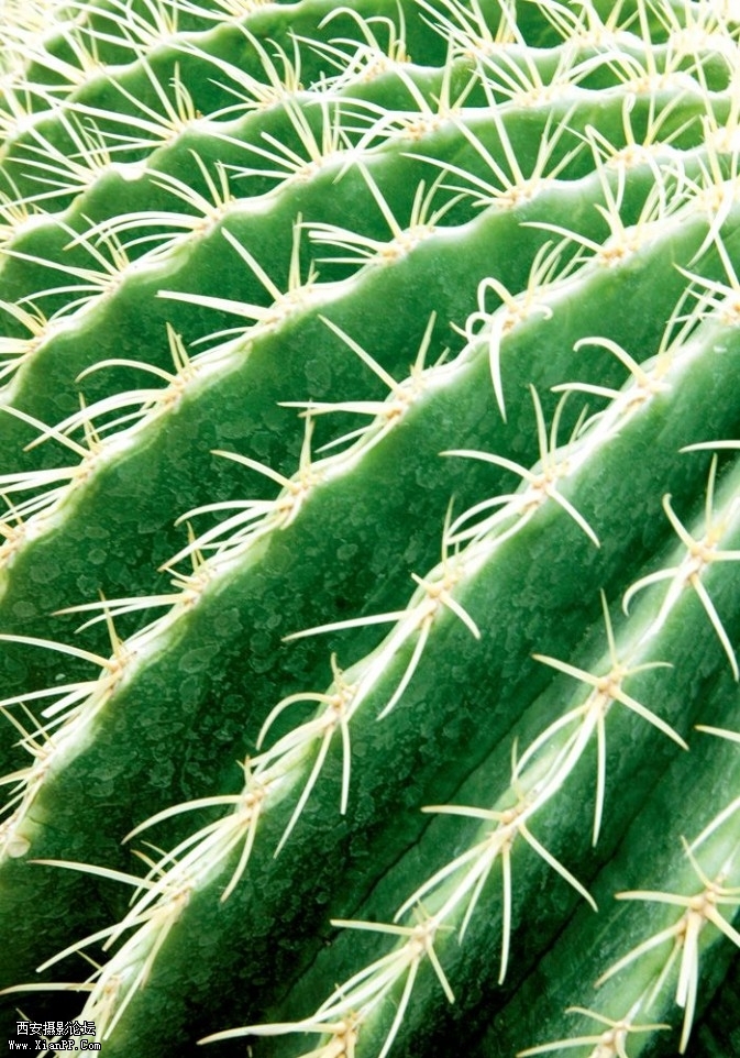 plant19-673x962.jpg