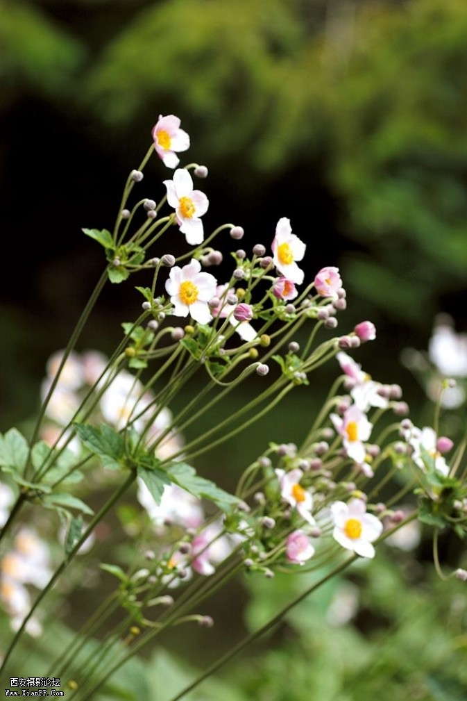plant20-673x1009.jpg