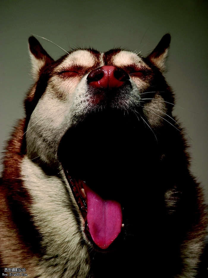 dog04.jpg