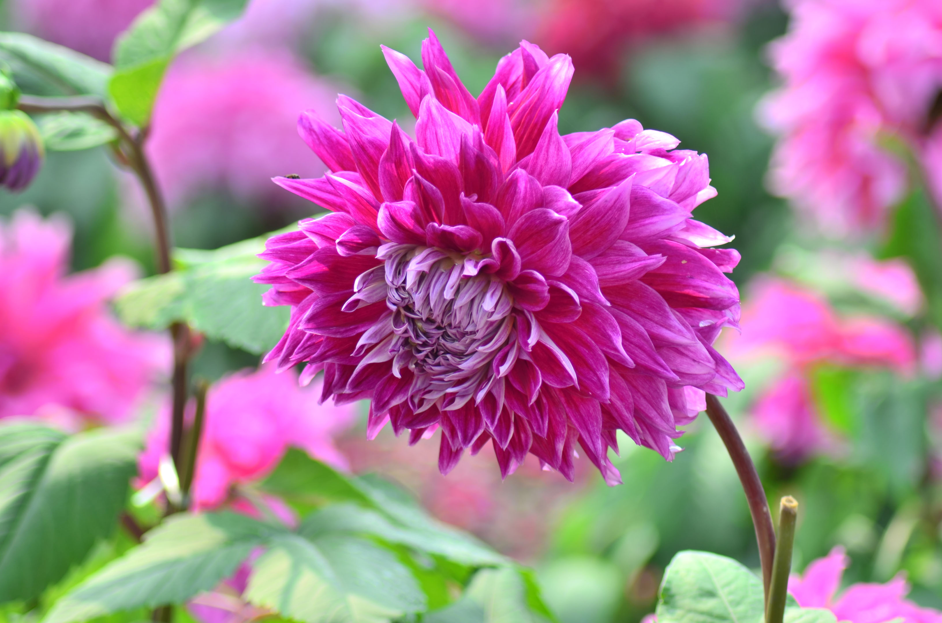 CSC_0267.JPG
