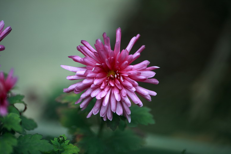 11115菊花，萝莉6381_调整大小.JPG