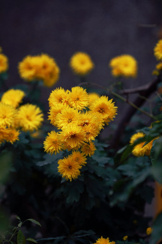 11115菊花，萝莉6382_调整大小.JPG