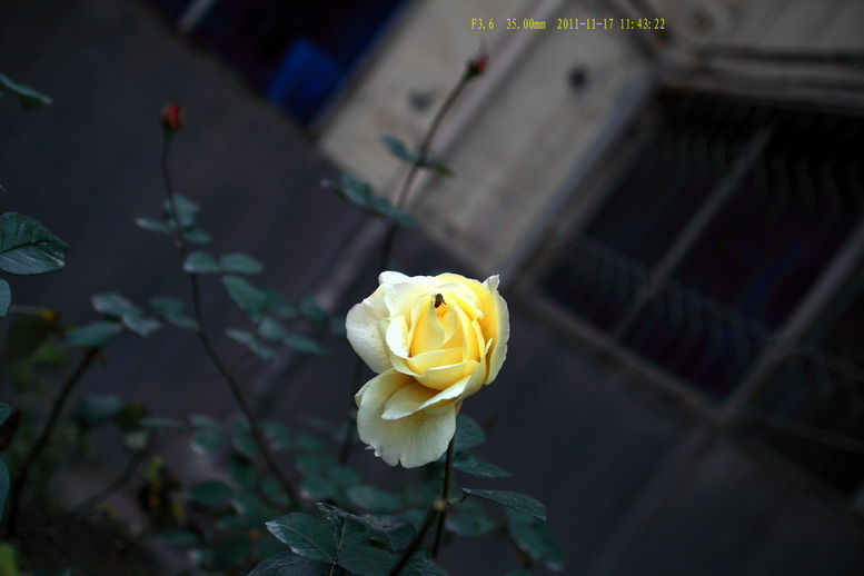 11118  2035L6395_调整大小.JPG