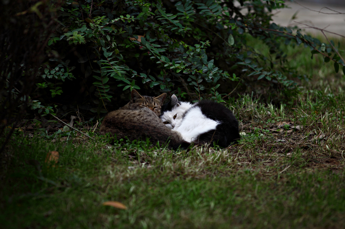 nEO_IMG_1027  扫街300mm4975.jpg