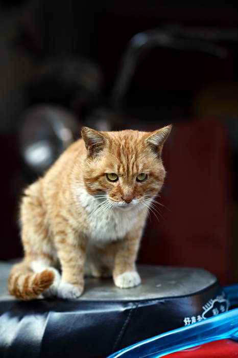 nEO_IMG_1028 街拍零食女生。猫咪和小狗5036.jpg