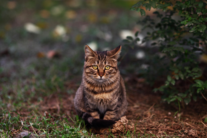 nEO_IMG_1028 街拍零食女生。猫咪和小狗5044.jpg