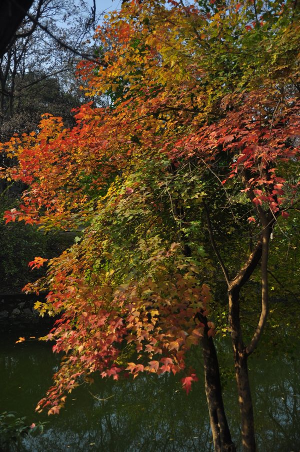 DSC_008518.jpg