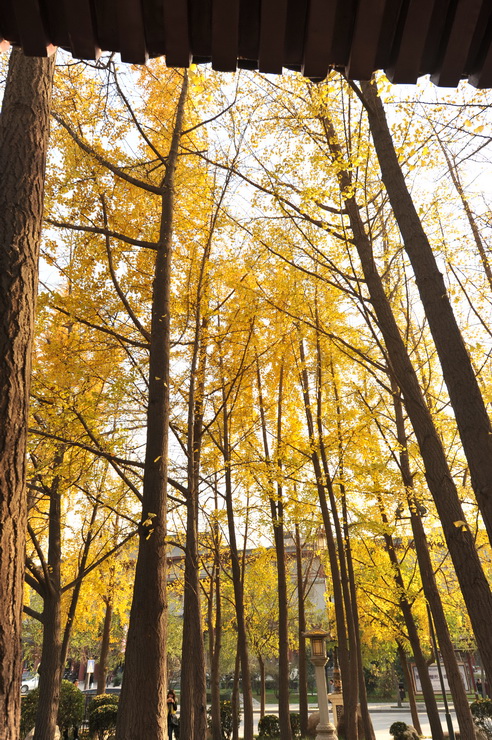 DSC_3426_调整大小.JPG