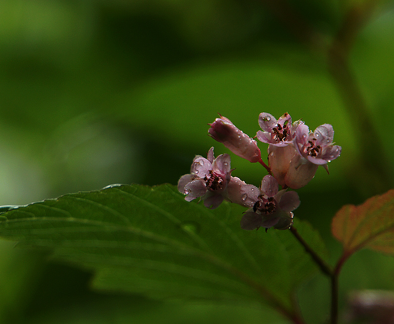 DSC05896A.jpg