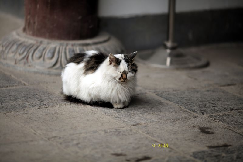 nEO_IMG_1126清静的青龙寺7181.jpg