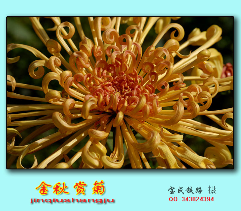 菊花 (15).jpg