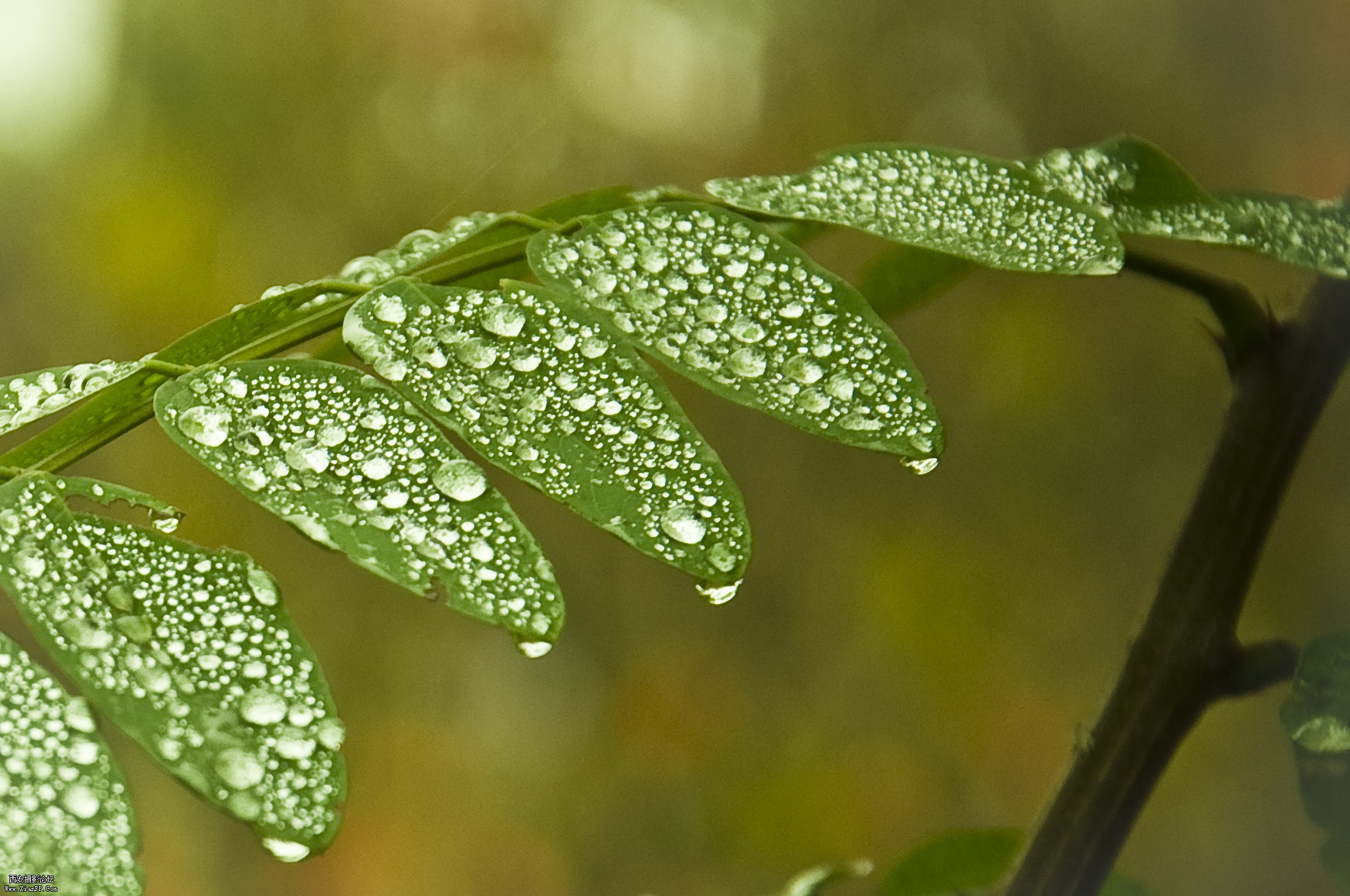 雨后.JPG