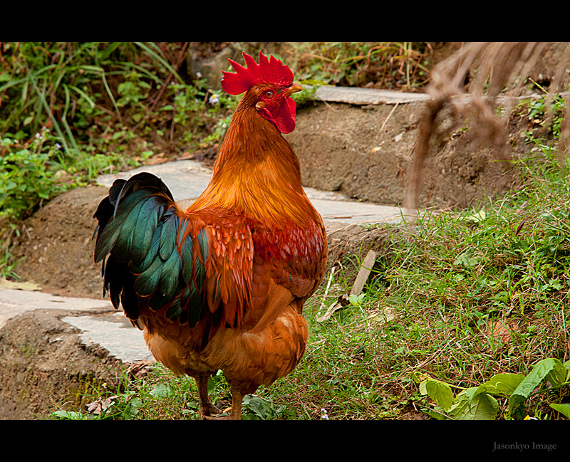 DSC_1106-20_副本.jpg