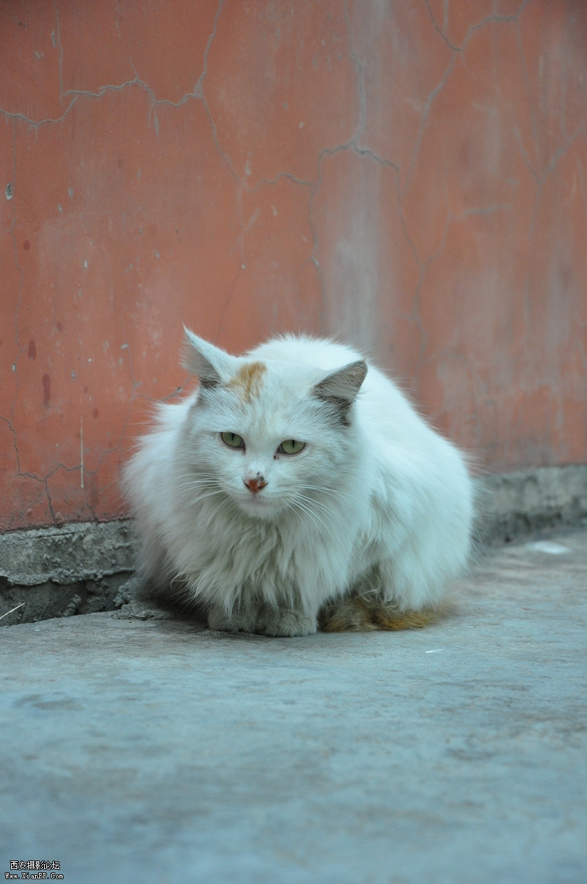 DSC_0016_副本.jpg