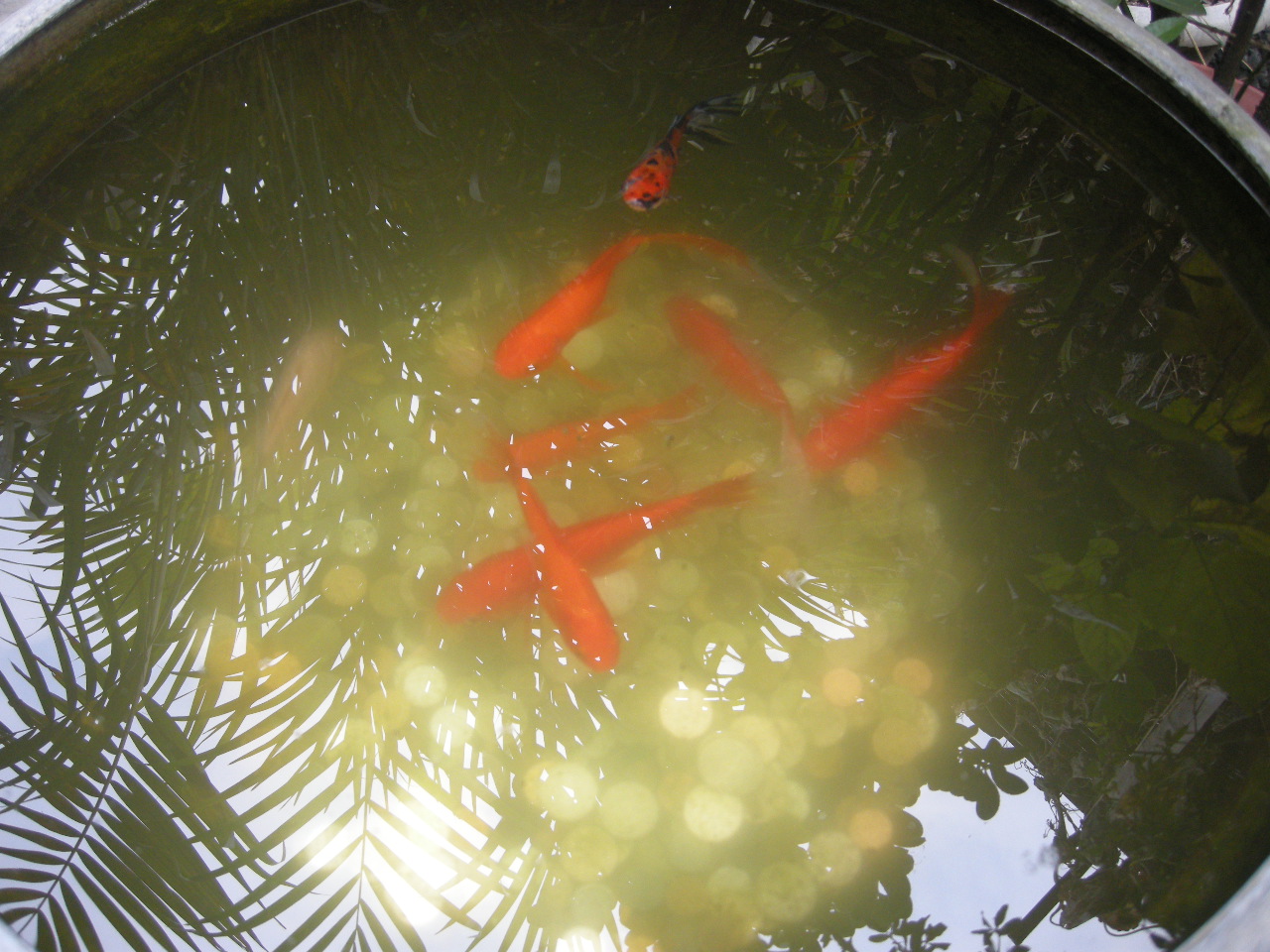 DSCN6785.JPG