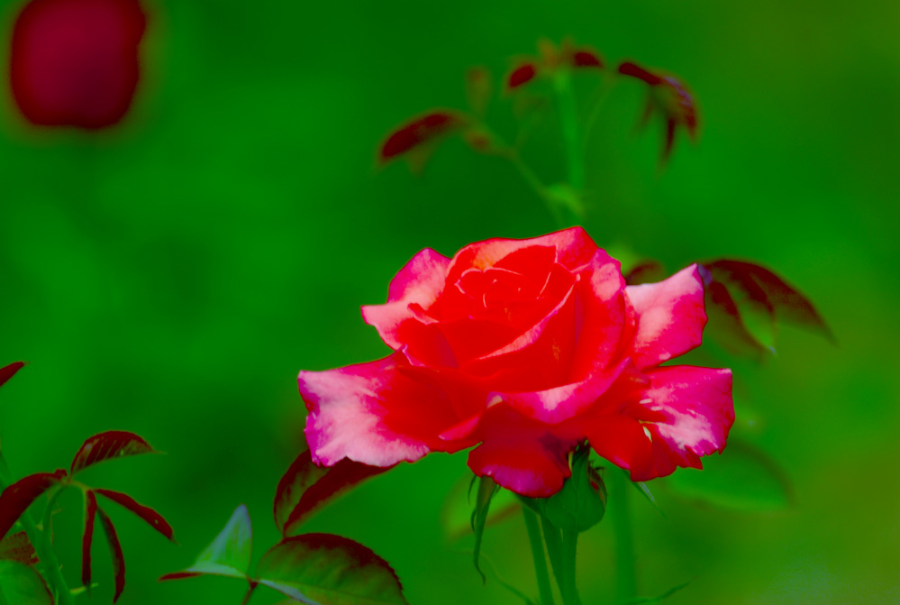 DSC_7460.JPG