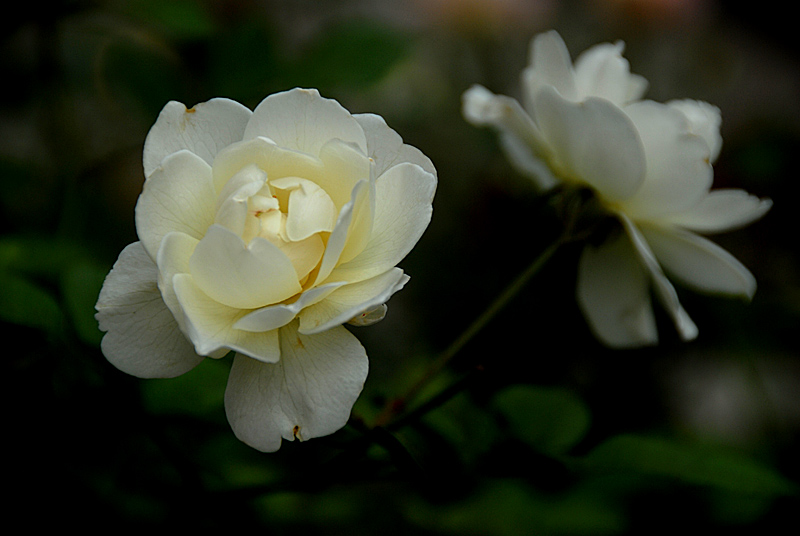 花卉 (4).jpg