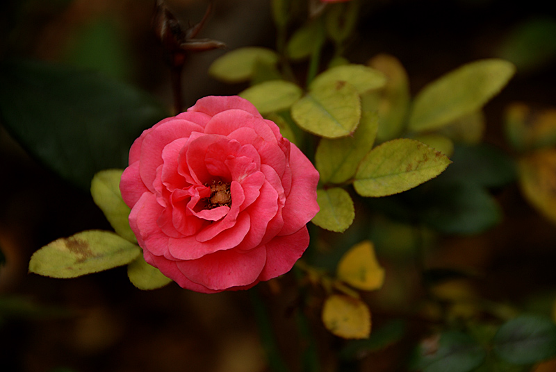花卉 (17).jpg