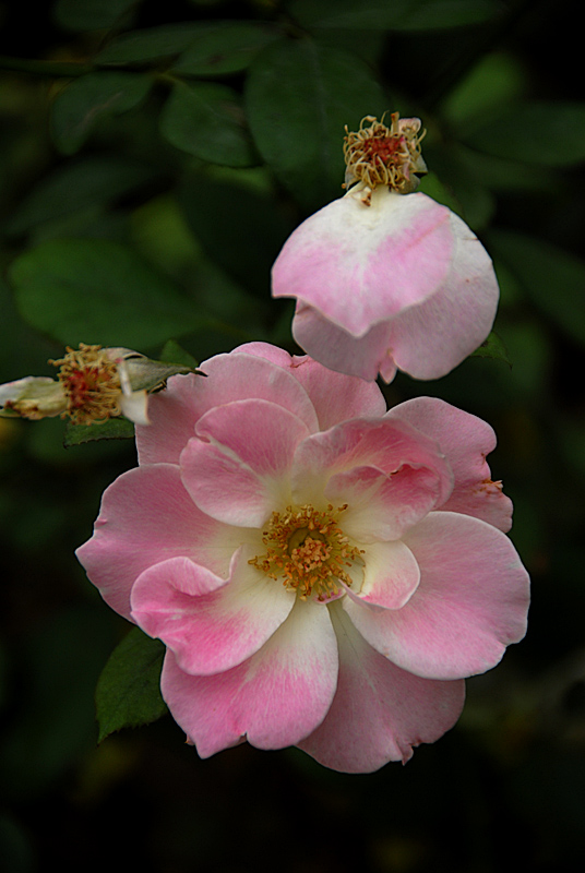 花卉 (18).jpg