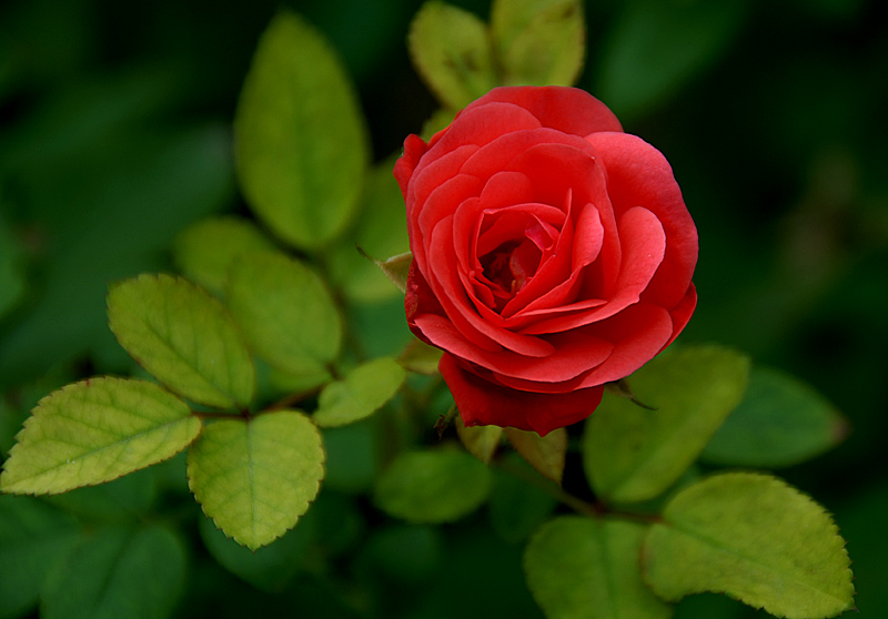 花卉 (23).jpg