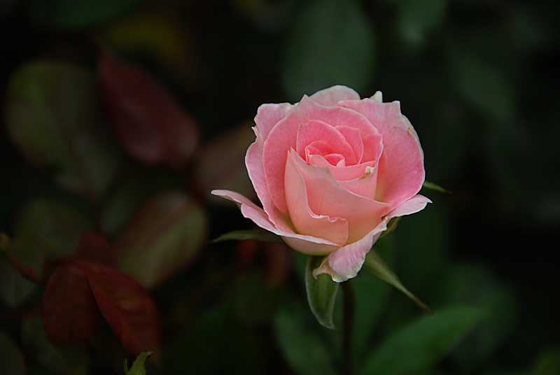 花卉 (25).jpg