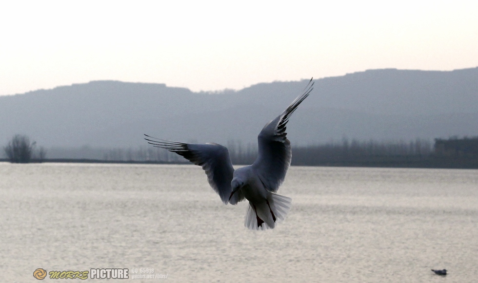 _MG_4040a.jpg