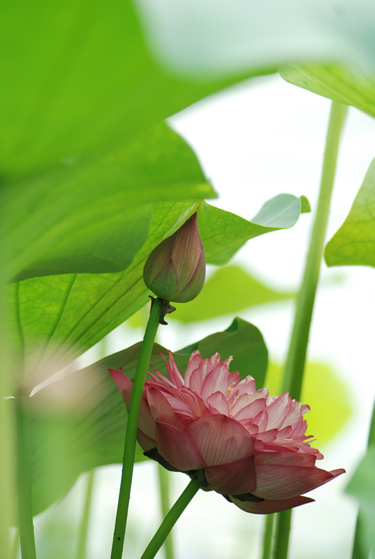 荷花.jpg