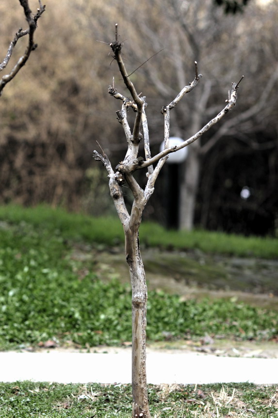 12117581_调整大小.JPG