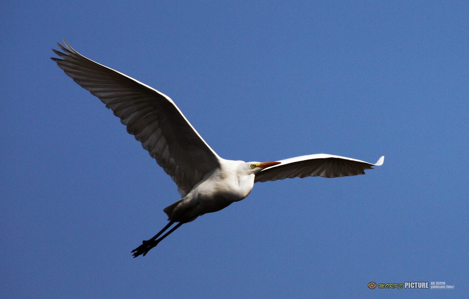 IMG_7196a.jpg