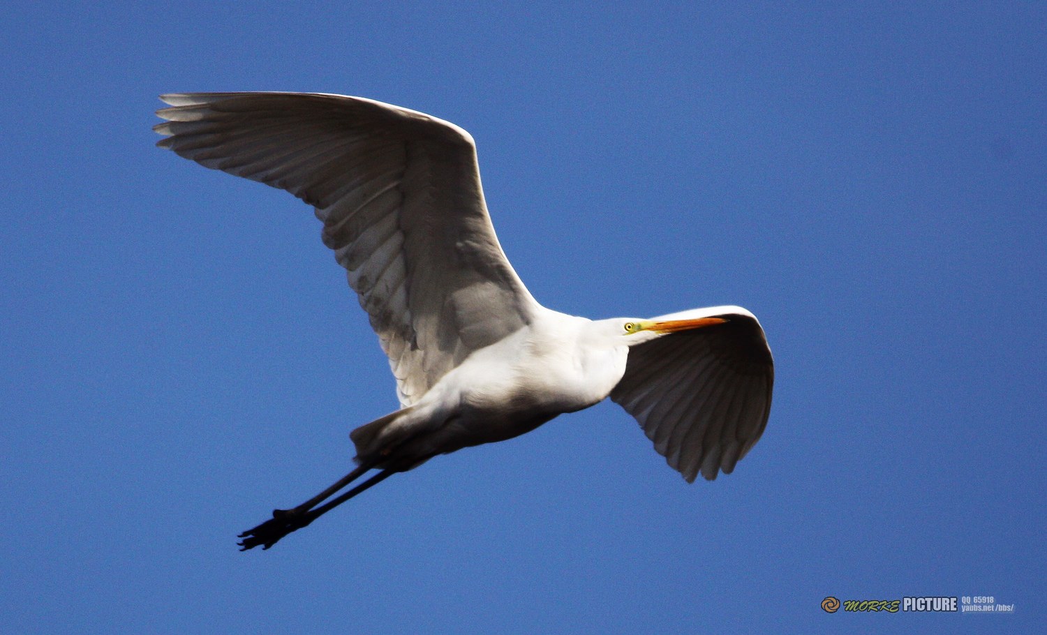 IMG_7197a.jpg