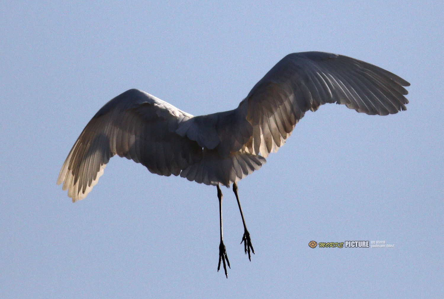IMG_7214a.jpg