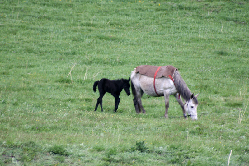 IMG_6184_6.jpg
