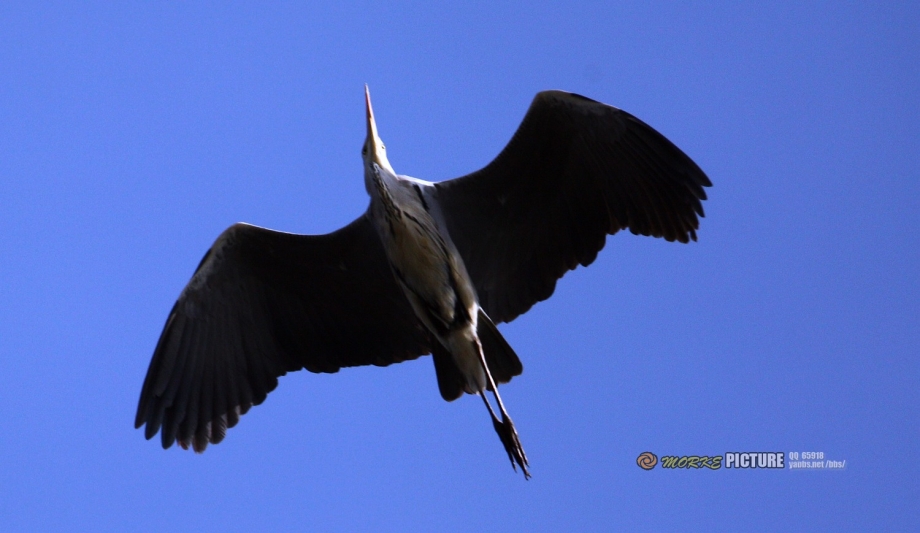 IMG_7758a.jpg
