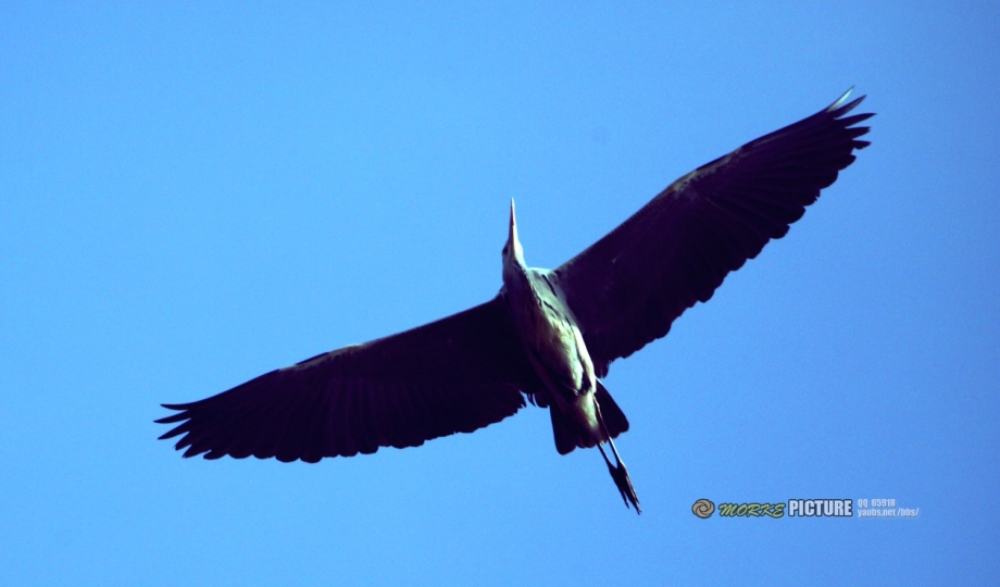 IMG_7757a.jpg