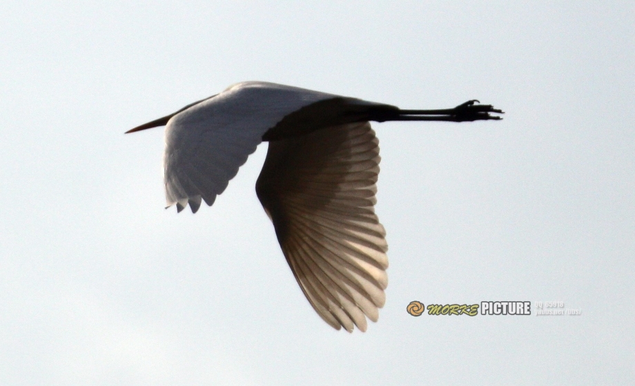 IMG_7471a.jpg