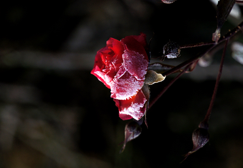 DSC06109A.jpg
