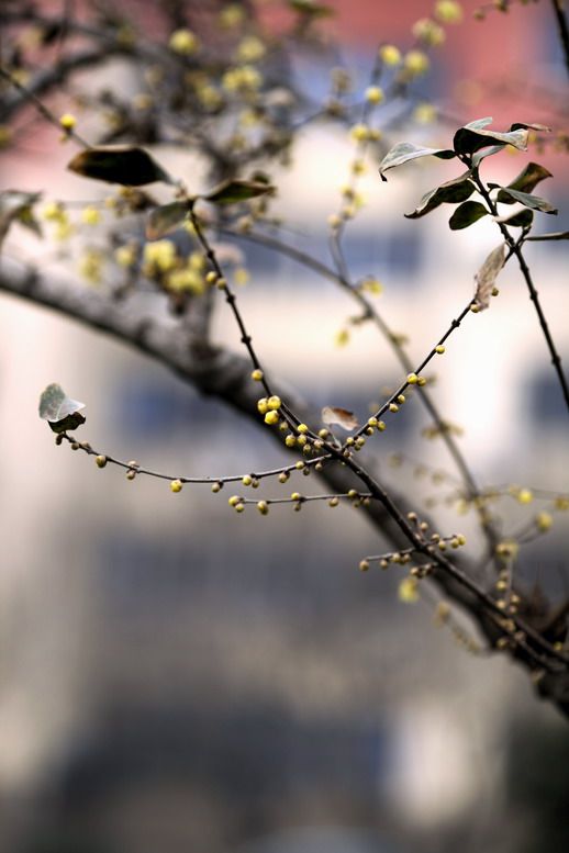 1217市场采风记036_调整大小.JPG